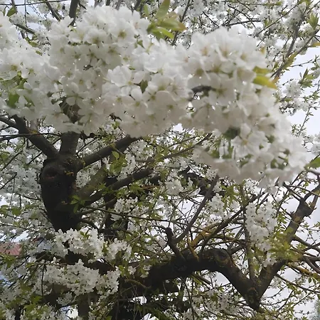 Appartamento Gardenview