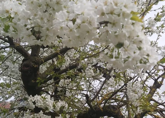 Mit Blick Auf Garten شقة