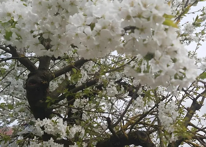 Mit Blick Auf Garten
